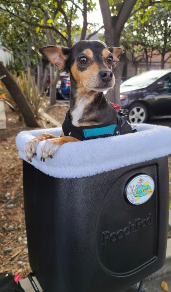 ~ "Rico" in Lompoc, CA ~