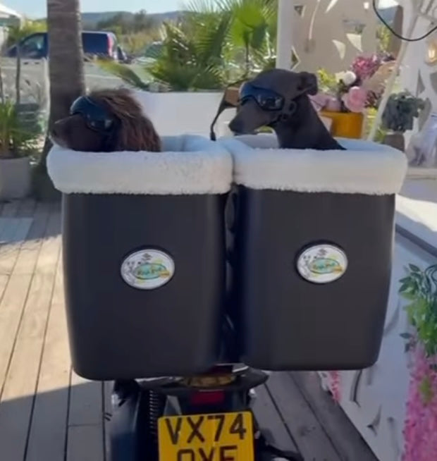 ~ Martin's Pups in the South of France ~