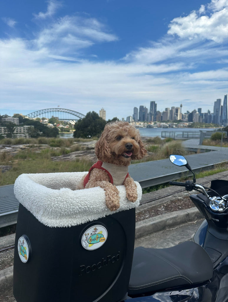 ~ Archie in Sydney, Australia ~