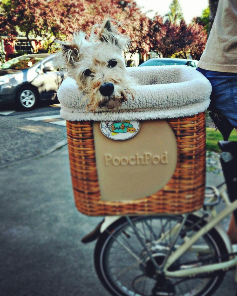 ~ Linus in Seattle ~