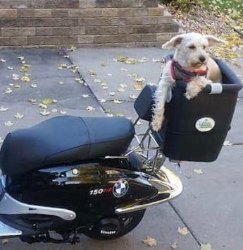 ~Sadie in Minnesota~