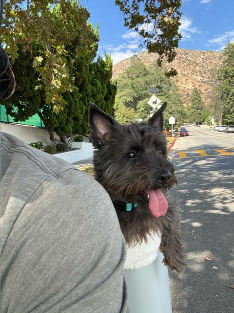 ~ JC and "Mini Bear" ~ Sierra Madre, CA